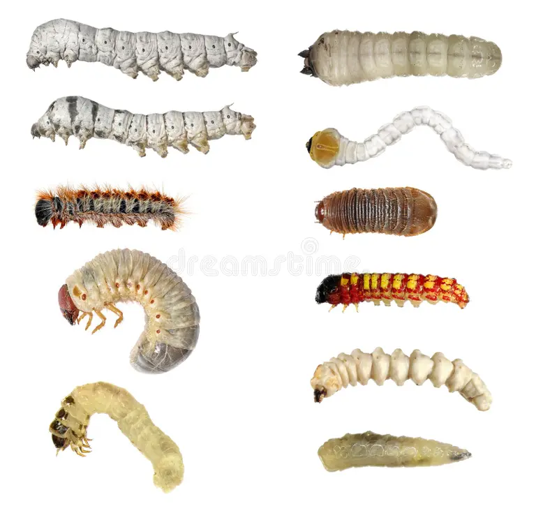 Biolarvicida